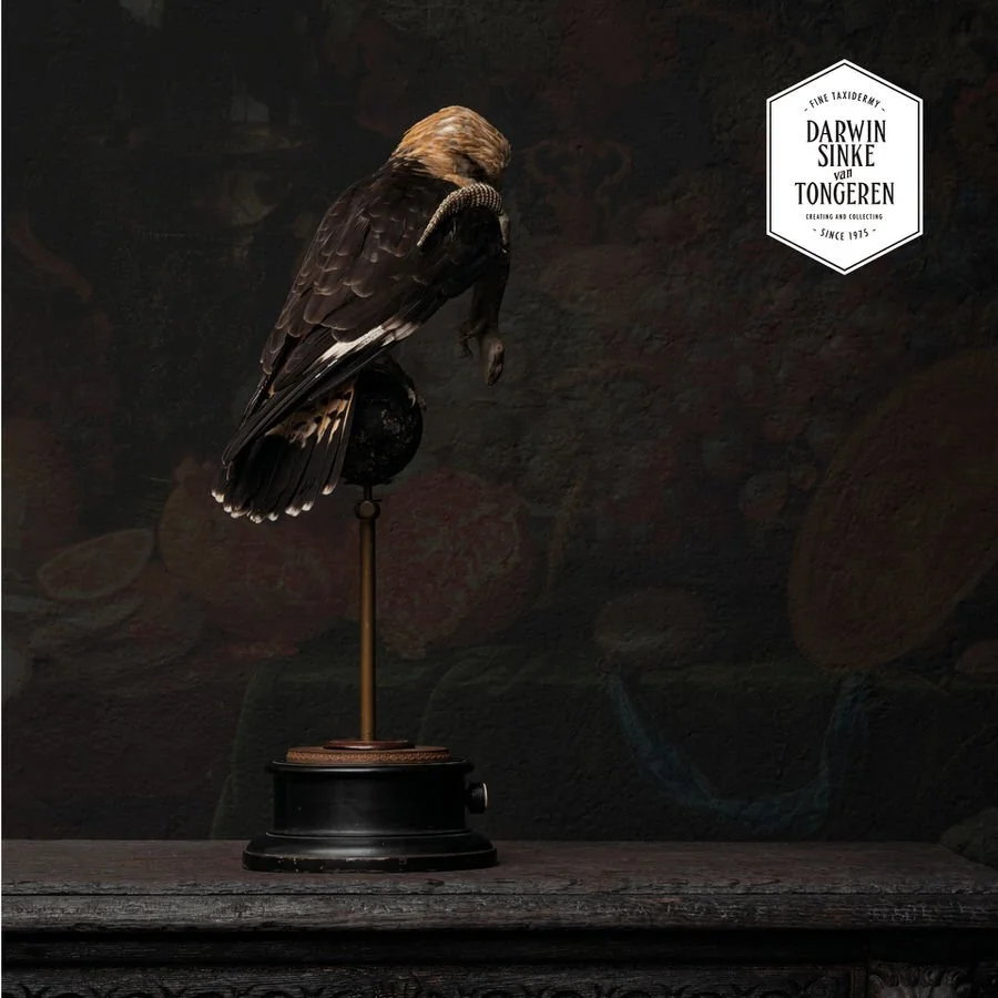 RECENTLY SOLD — Fine Taxidermy by Darwin, Sinke & van Tongeren